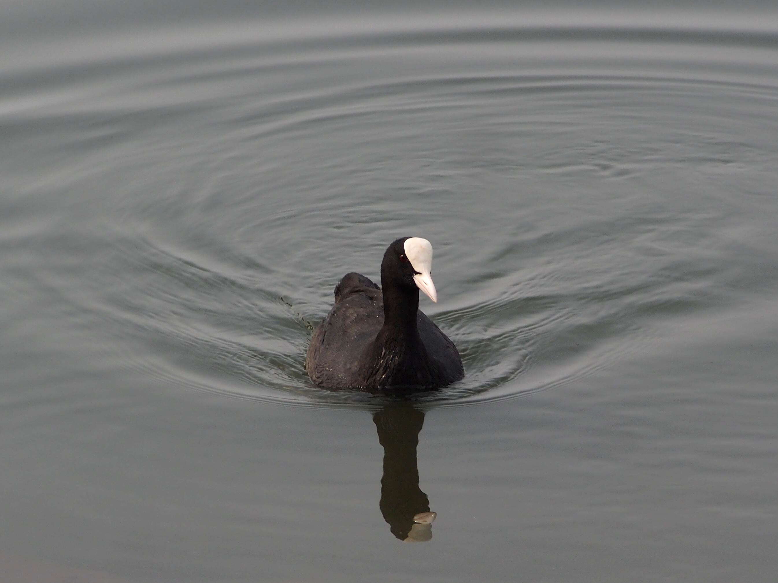 Image of Common Coot