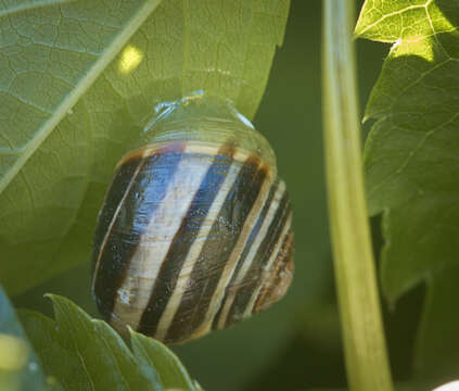 Image of White-lipped banded snail