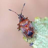 Image of Birch Catkin Bug