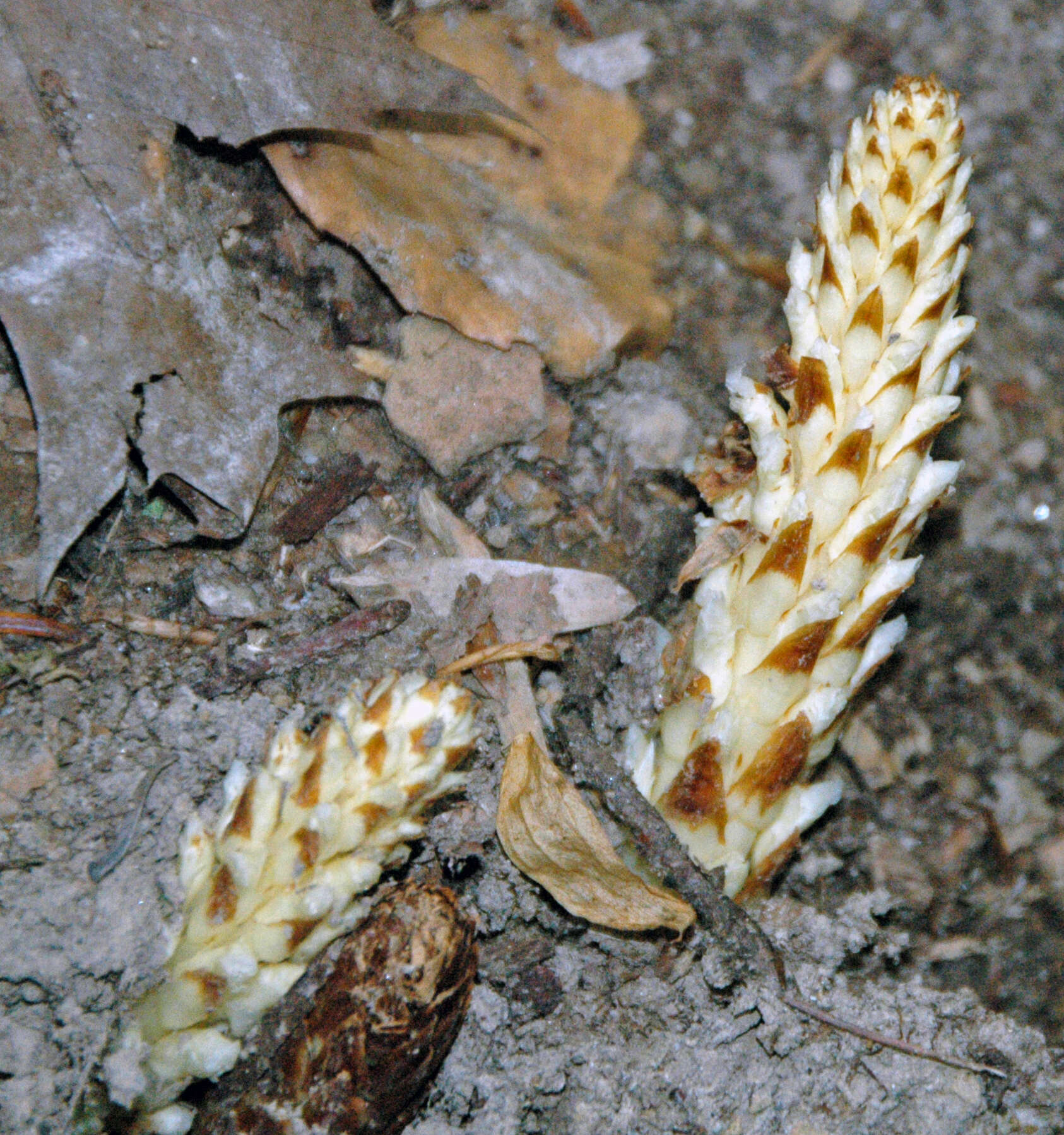 Image of American cancer-root