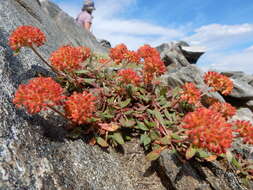 Image of alpine golden buckwheat