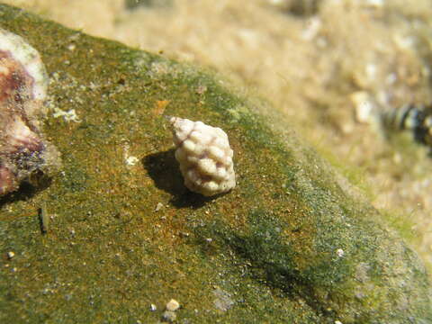 Image of Morula nodicostata (Pease 1868)