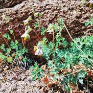 Image of Aquilegia viridiflora Pall.