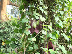 صورة Aristolochia elegans Mast.