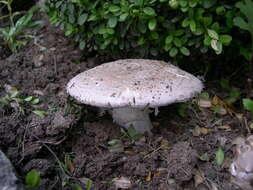 Image of Amanita strobiliformis (Paulet ex Vittad.) Bertill. 1866