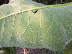 Inula helenium L. resmi