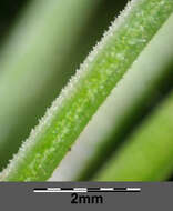 Image of little-leaf angelica