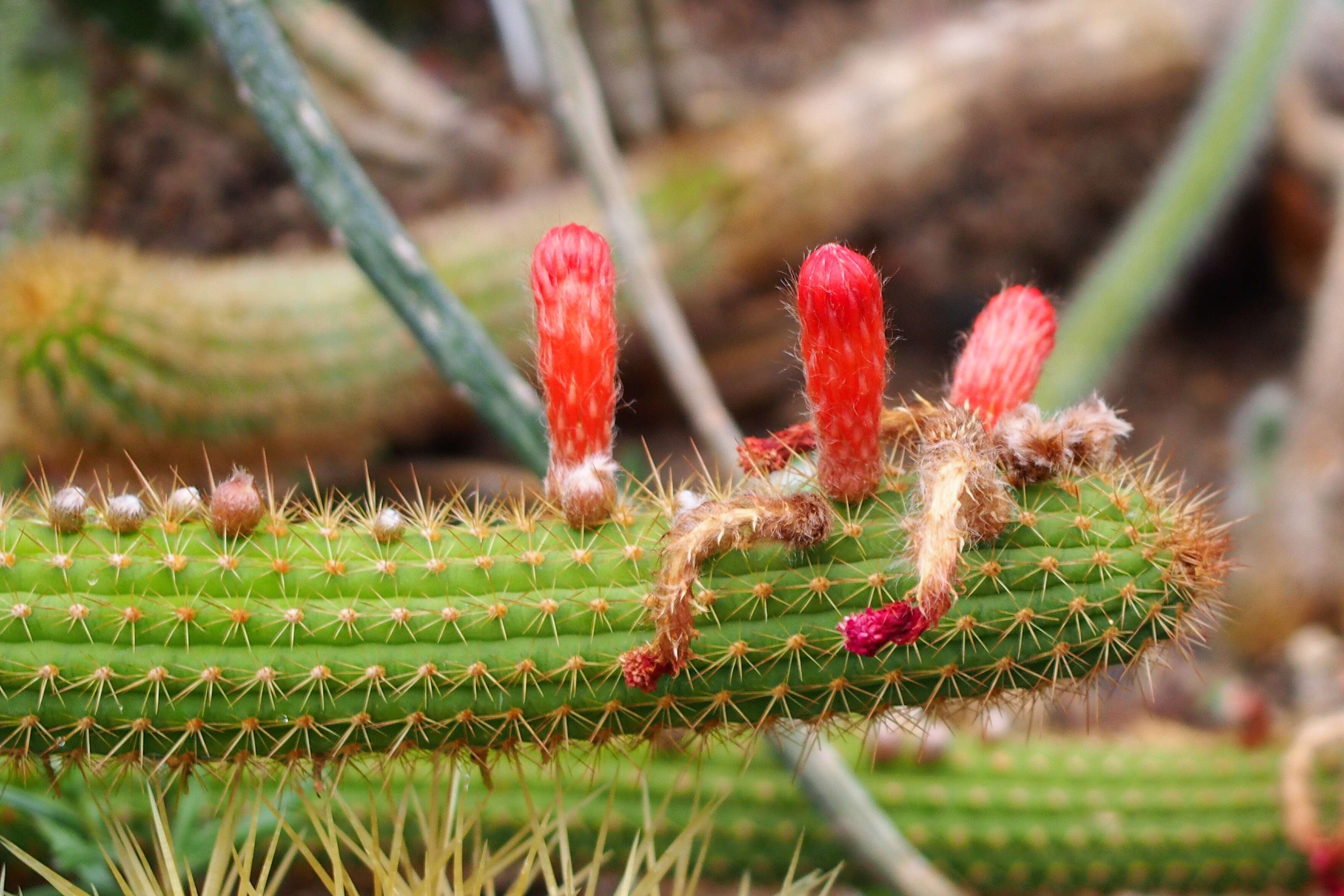 Image of Cleistocactus samaipatanus (Cárdenas) D. R. Hunt