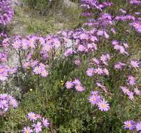 Image of redpurple ragwort