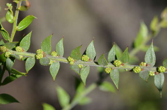 Imagem de Acacia amblygona A. Cunn. ex Benth.