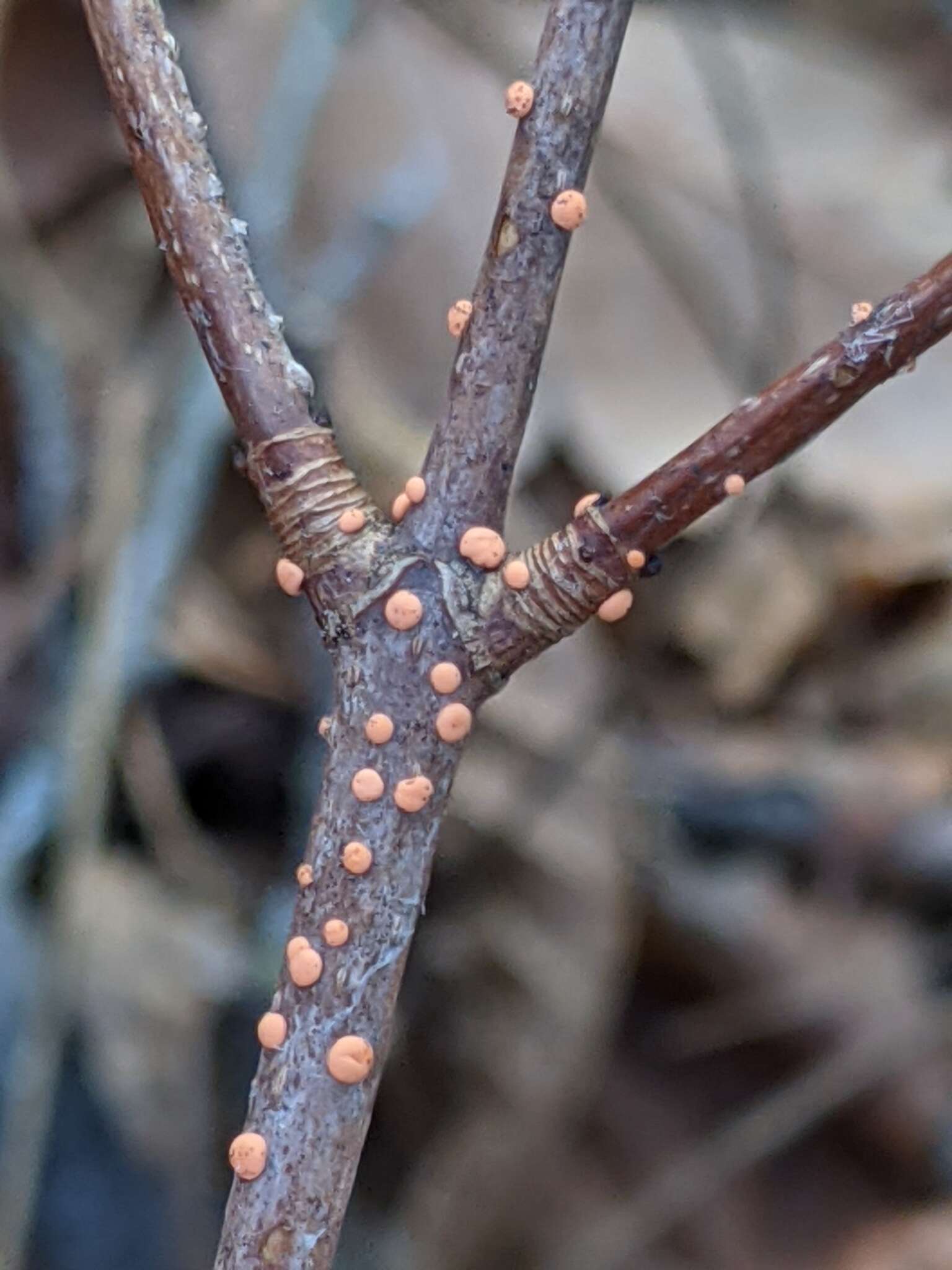 Image of Nectria cinnabarina (Tode) Fr. 1849