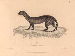 Image of Viverricula Hodgson 1838