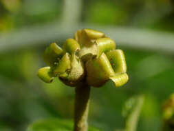 Imagem de Hamamelis virginiana L.