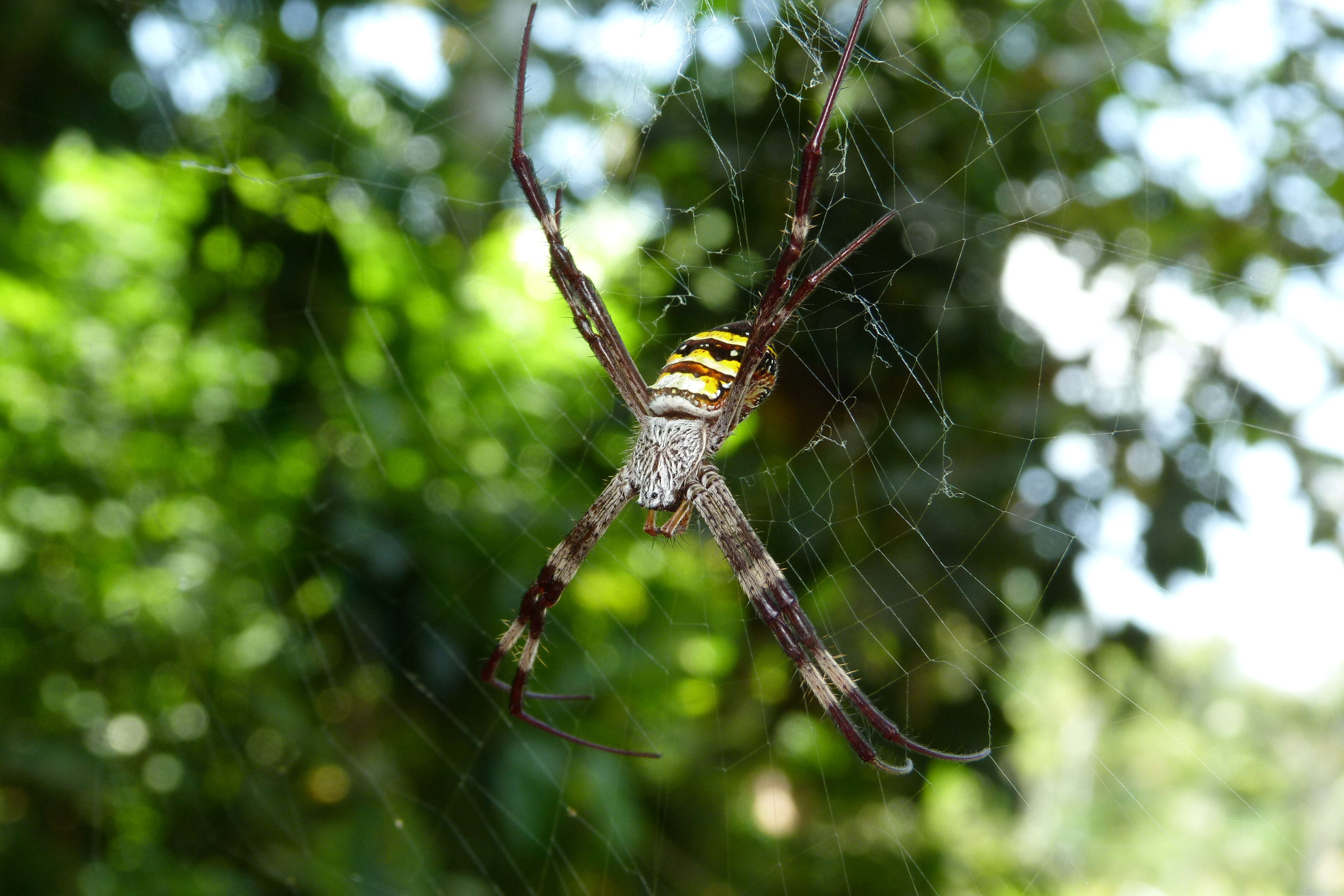 Image of Argiope aetherea (Walckenaer 1841)