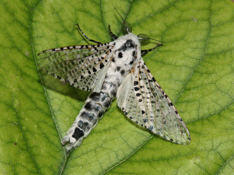 Image of leopard moth