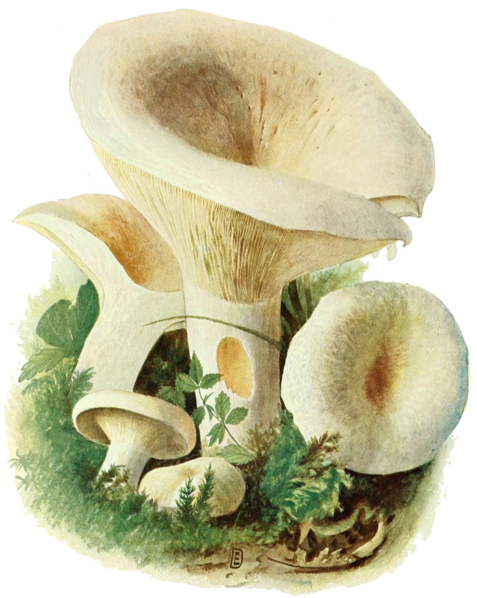 Image of Lactarius piperatus (L.) Pers. 1797