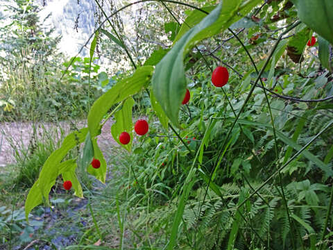 Image of claspleaf twistedstalk