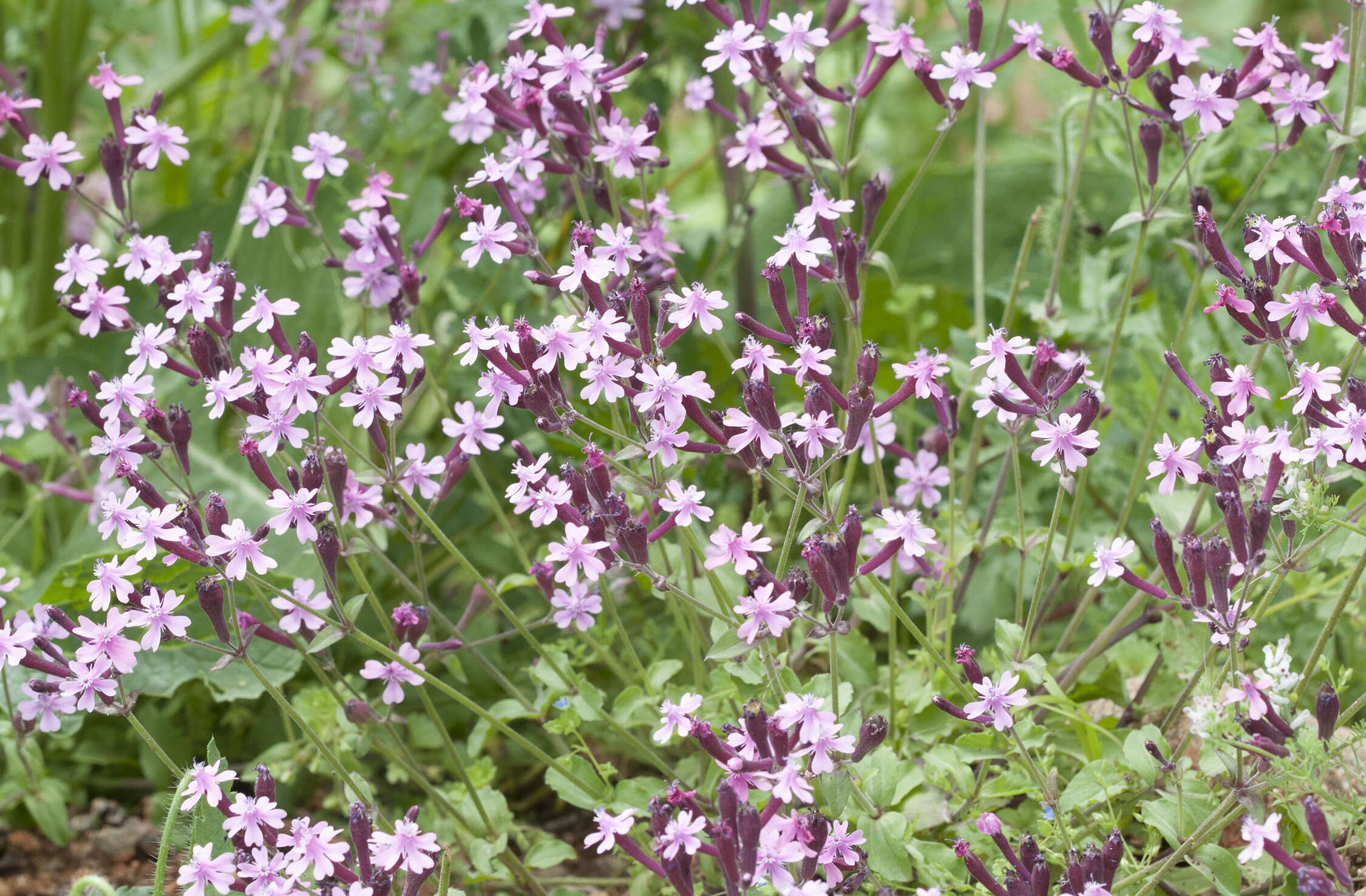 Silene aegyptiaca (L.) L. fil.的圖片