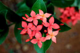 Image of ixora