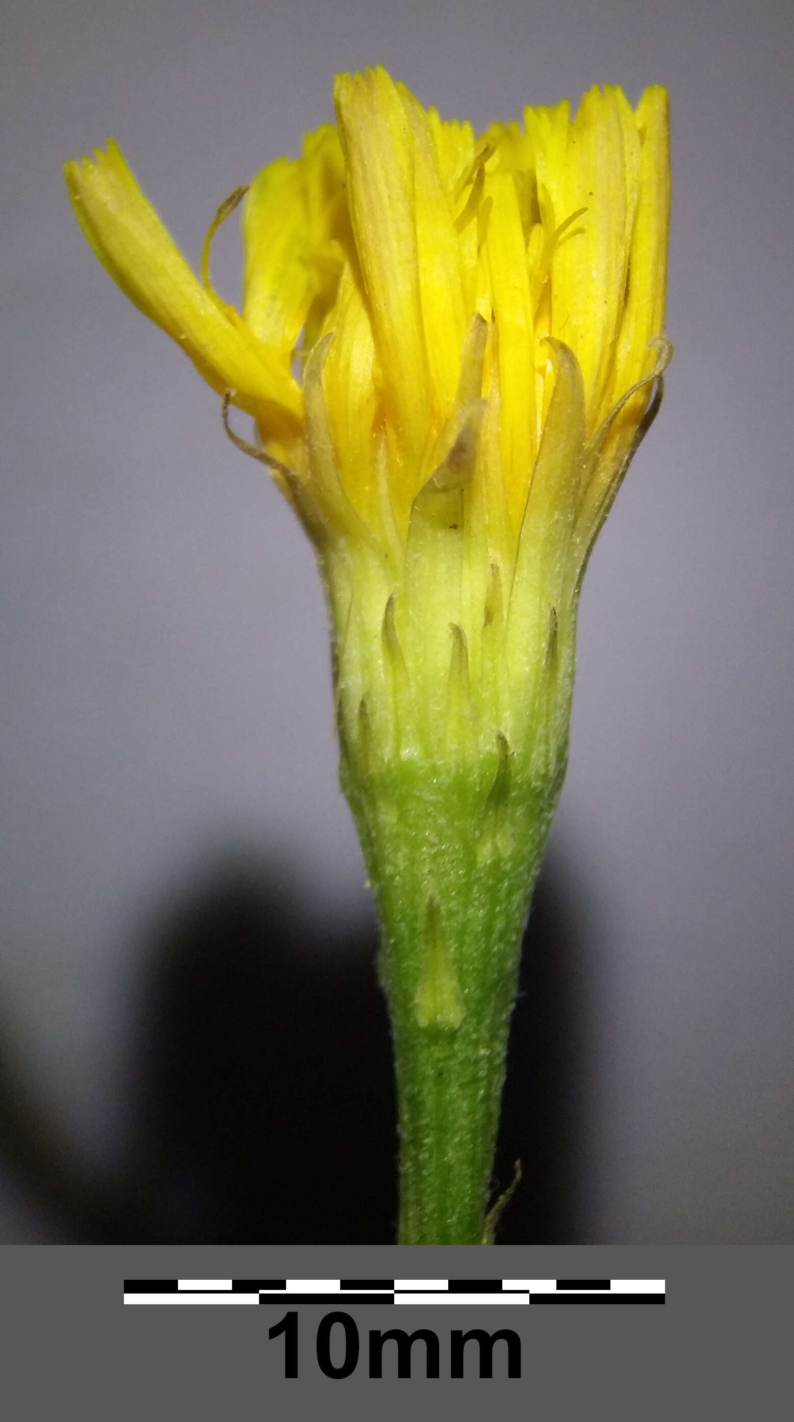 Image of fall dandelion