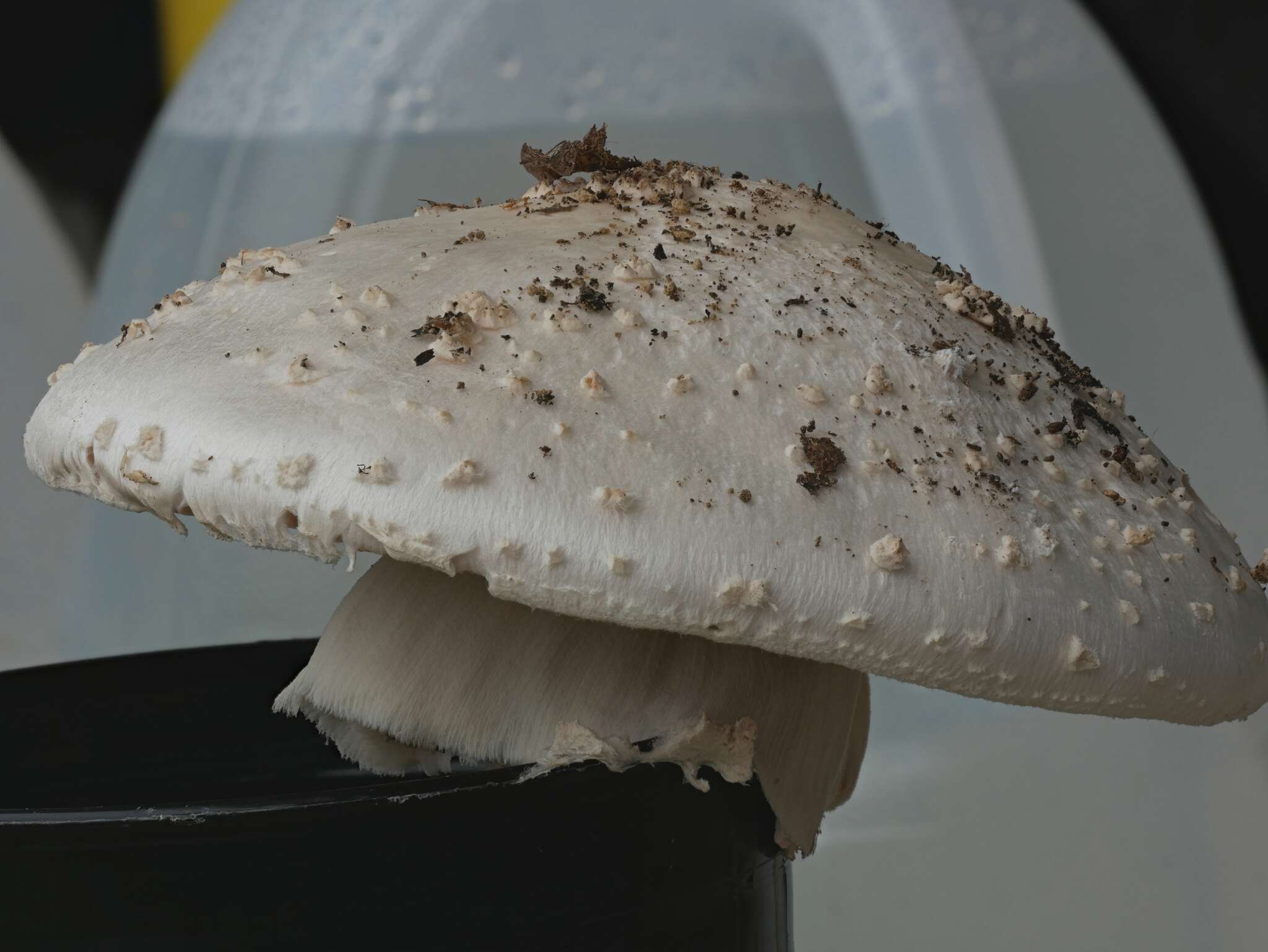 Image of Amanita ravenelii