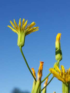 Image of smallflower hawksbeard