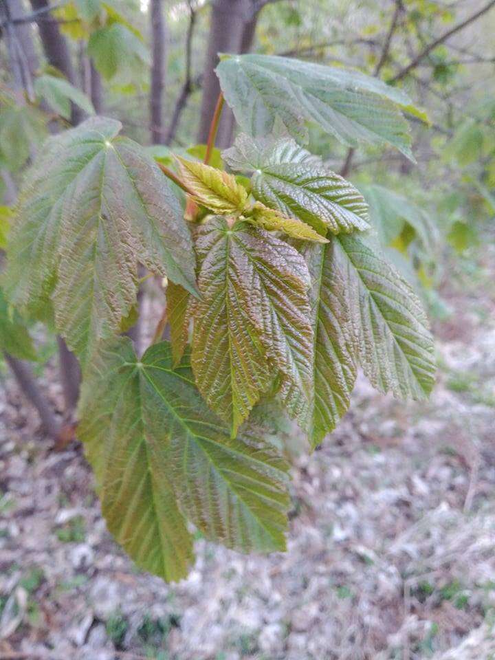 Imagem de Acer pseudoplatanus L.