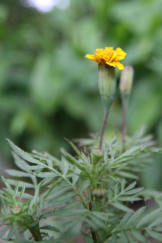 Image of French marigold