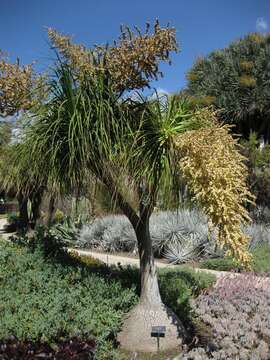 Image of Beaucarnea stricta Lem.