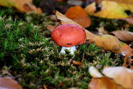 Image of Russula emetica (Schaeff.) Pers. 1796