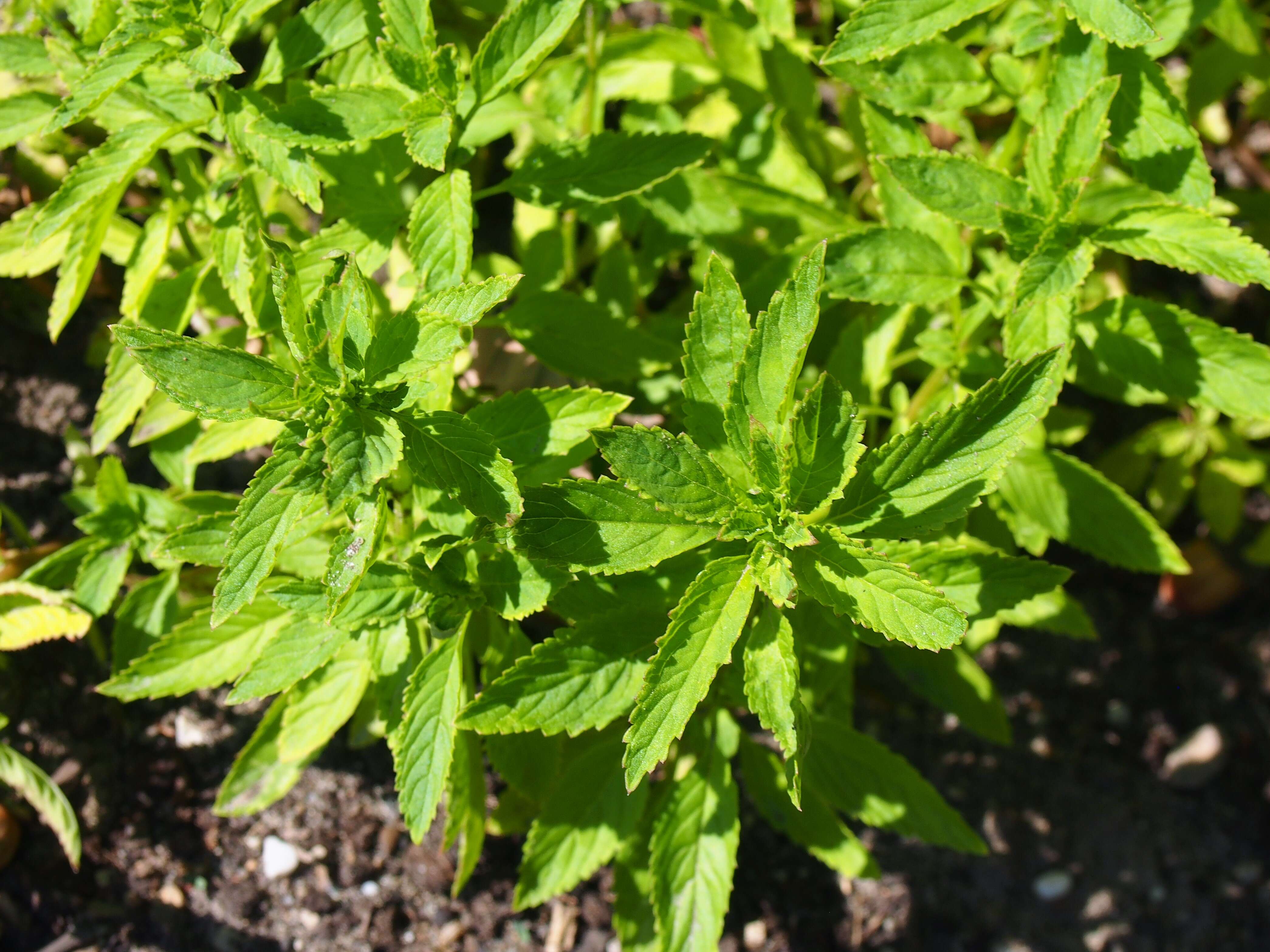 Image of Alonsoa meridionalis (L. fil.) Kuntze