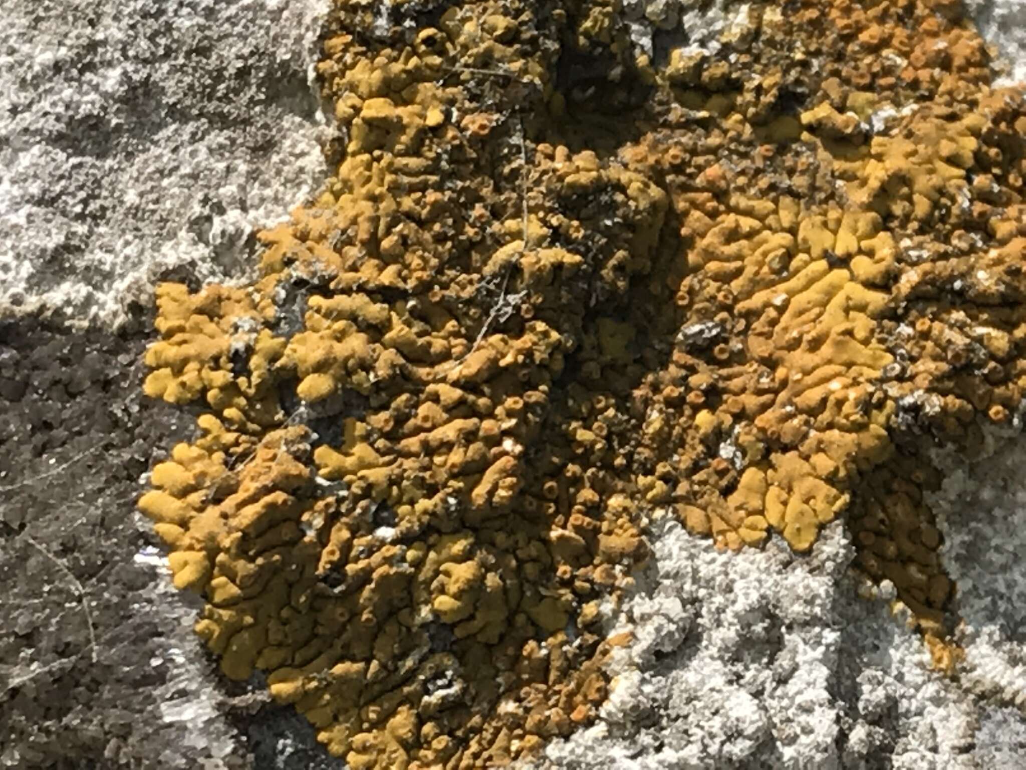 Image of orange lichen