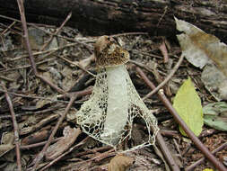 Image of Bridal veil stinkhorn