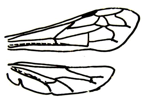 Image of Chloriontinae Fernald 1905