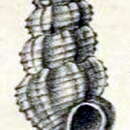 Image of Pseudorhaphitoma perlonga (Melvill 1899)