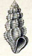 Image of Pseudorhaphitoma perlonga (Melvill 1899)