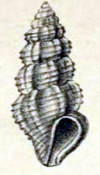 Image of Pseudorhaphitoma perlonga (Melvill 1899)