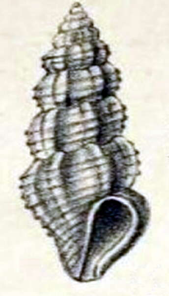 Image of Pseudorhaphitoma perlonga (Melvill 1899)