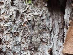 Image of Grizzled Mantid