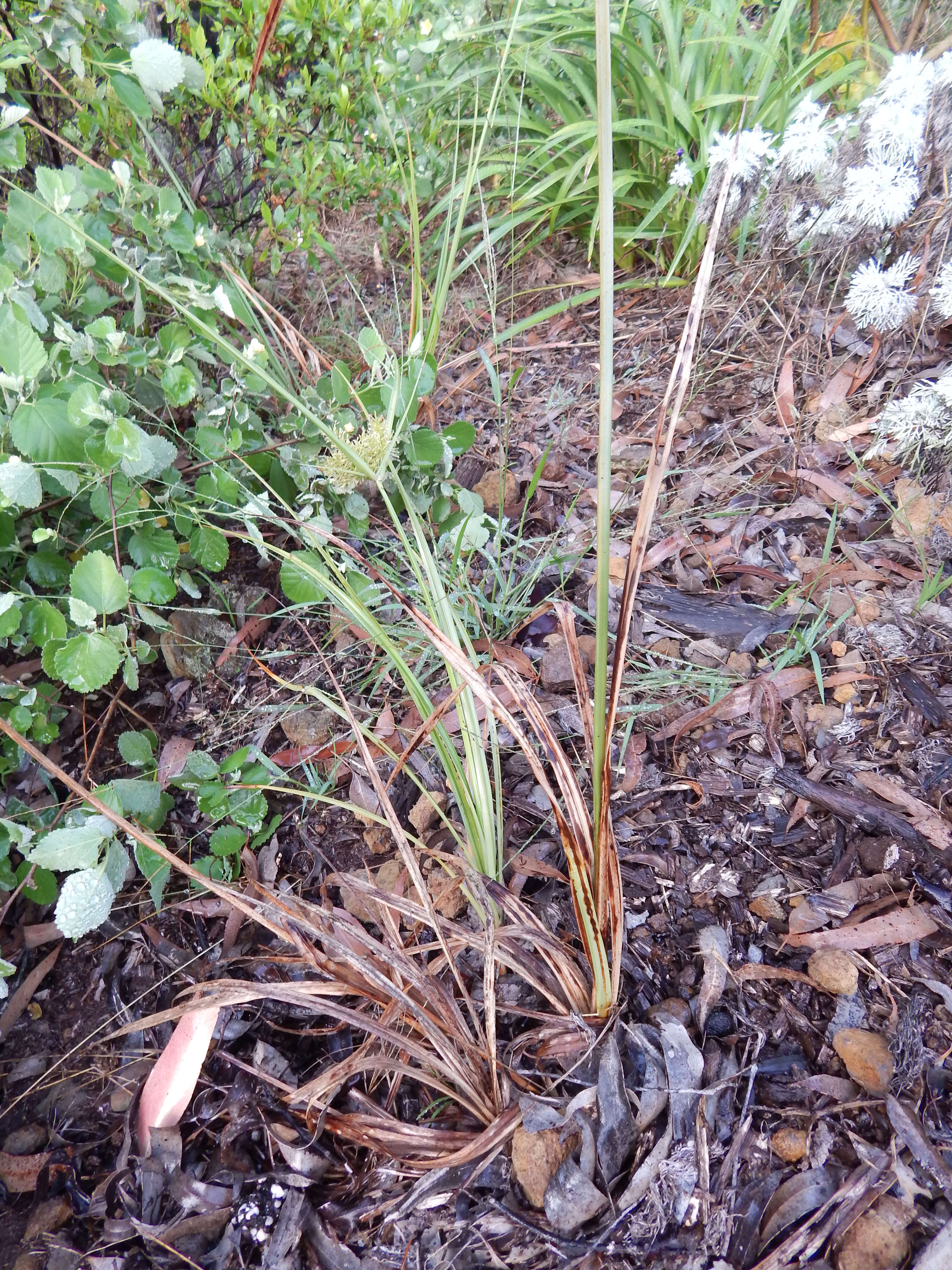 Image de Cyperus hillebrandii Boeckeler