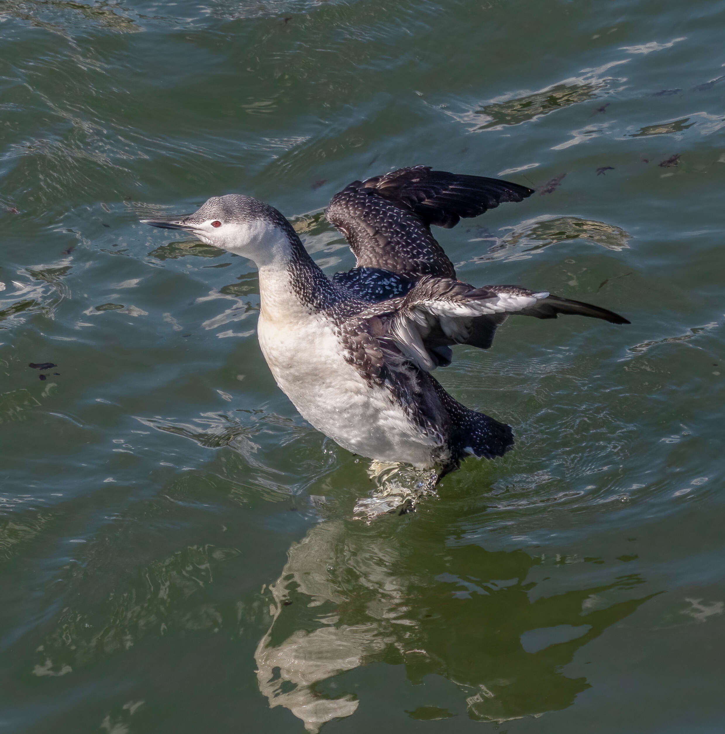 Image of Red-throated Diver