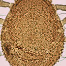 Image of Ameroseiidae