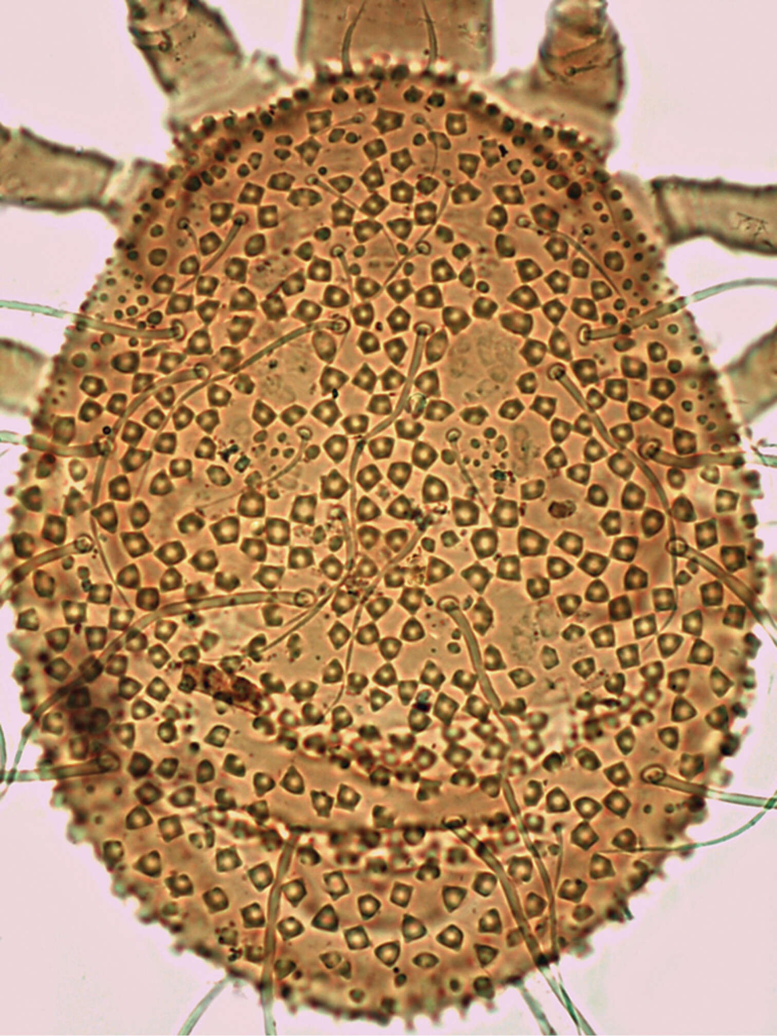 Image of Ameroseiidae