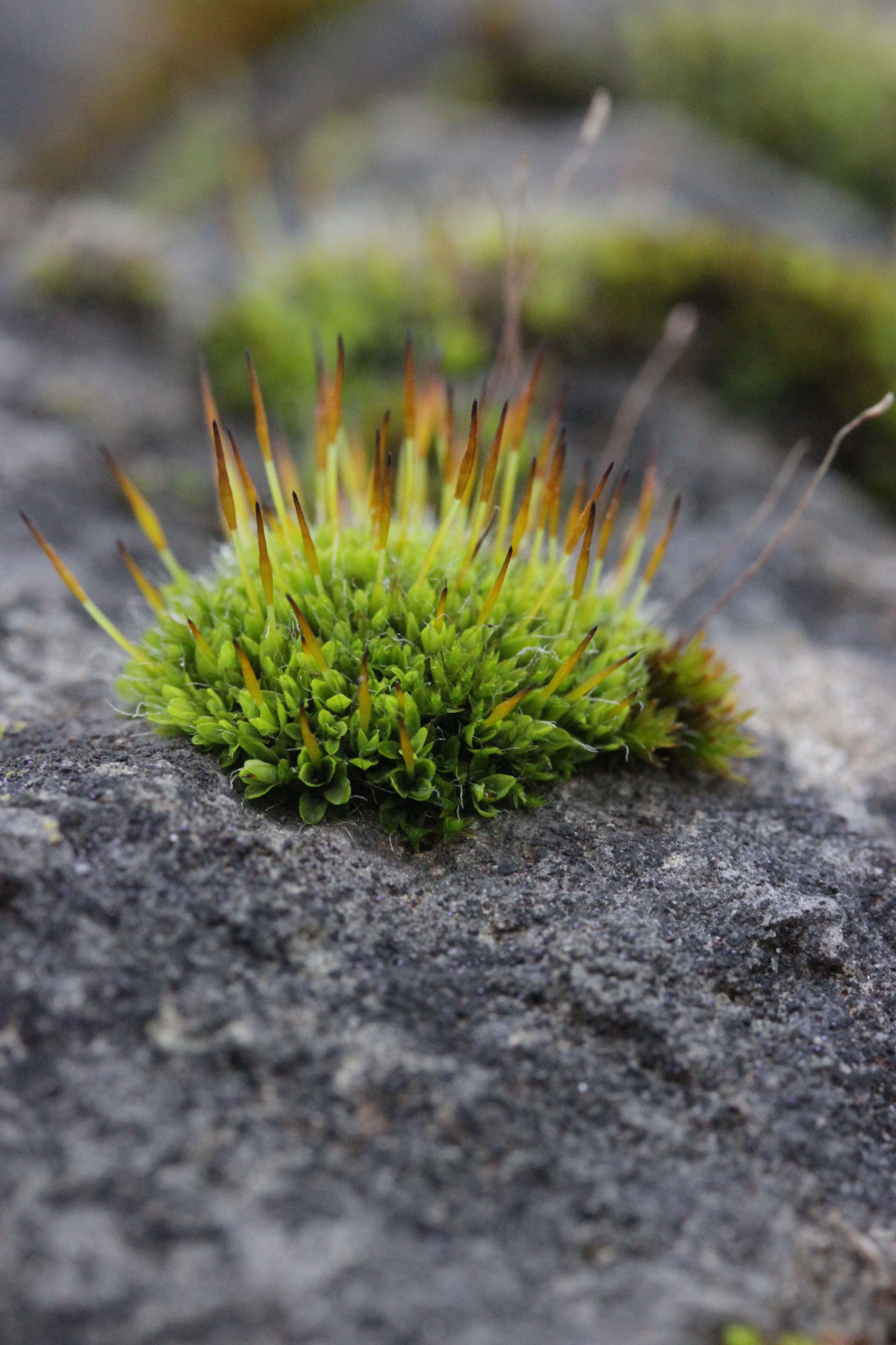 泛生牆苔的圖片