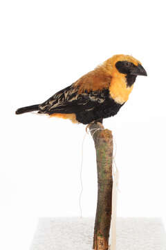 Image of Black-winged Bishop