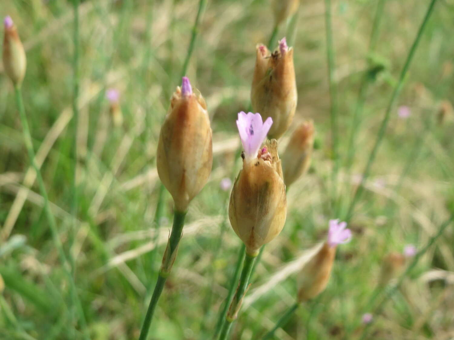 Image of Proliferous Pink