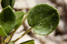 Image of Seven River Hills buckwheat