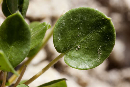 Imagem de Eriogonum gypsophilum Wooton & Standl.