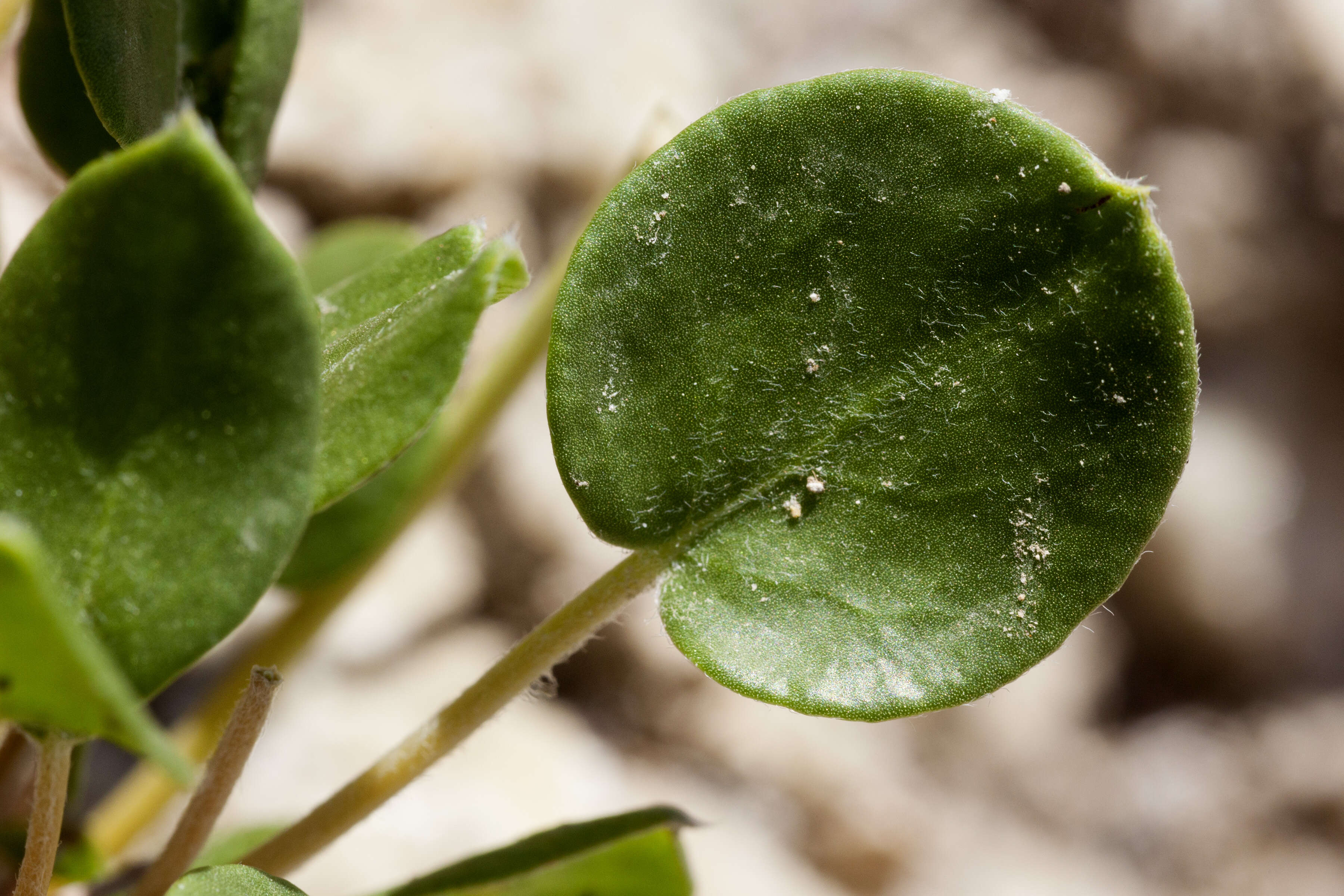 Image of Seven River Hills buckwheat