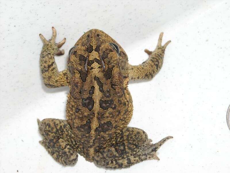 Image of Southern Toad